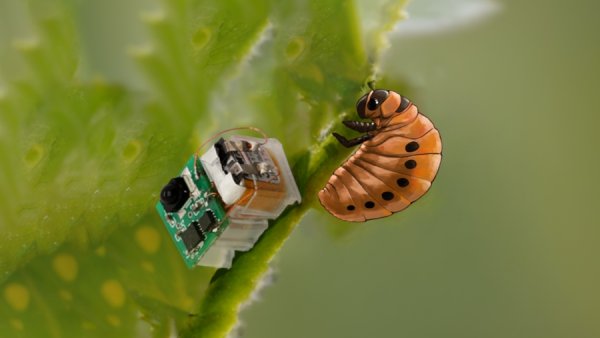 升宏网 30米高空摔落不死！“机器版小强”问世，仅重2克，灾难中它能救命